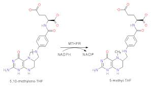 Methylenetetrahydrofolate reductase (MTHFR)