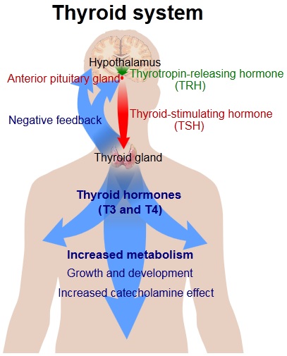 thyroid Hypothyroidism and hyperthyroidsm